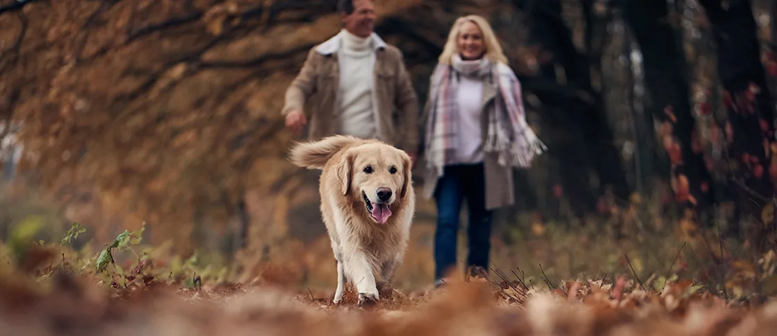 Dog friendly walks in and around Trearddur
